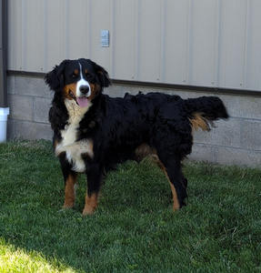 Bernese Mountain dog Hilltop Views Sky