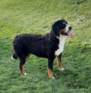 Bernese Mountain Dog Lola
