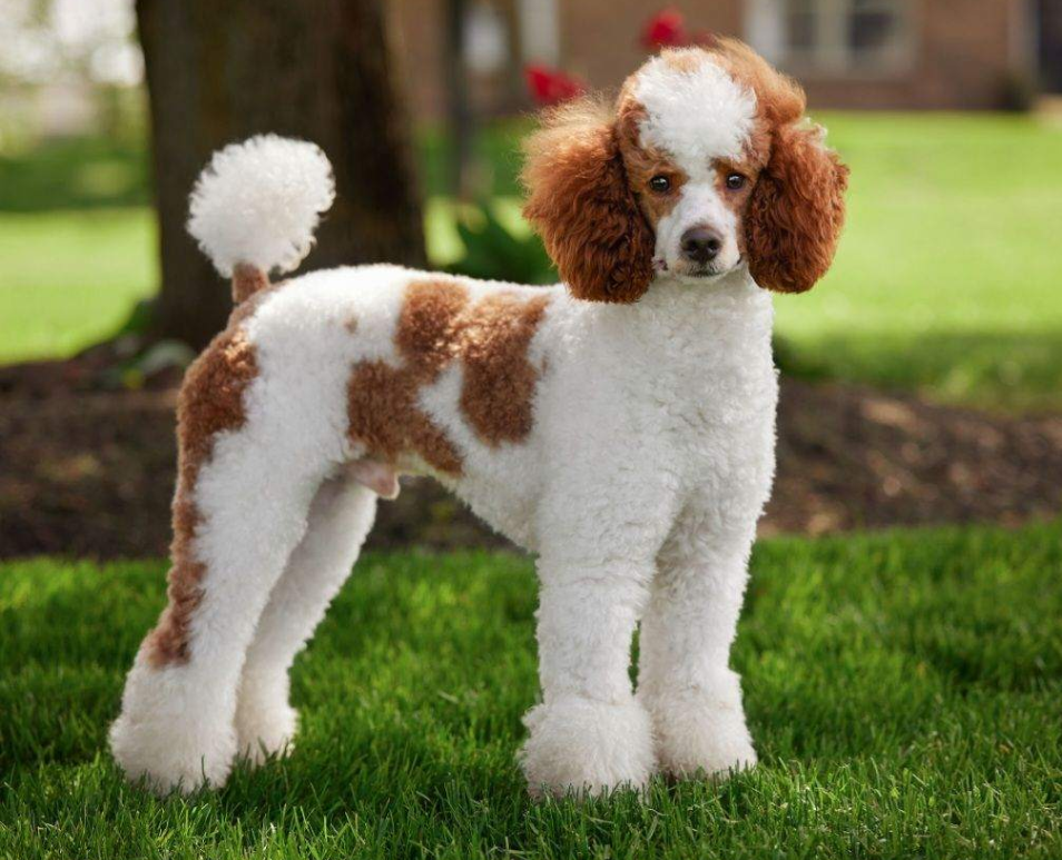 GT's Magnificent Firestone Of Nashville