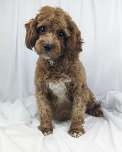 Sandra Cavapoo female