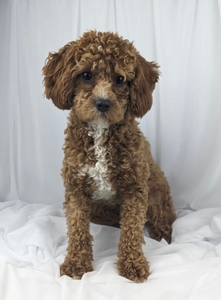 Suzzie Cavapoo female