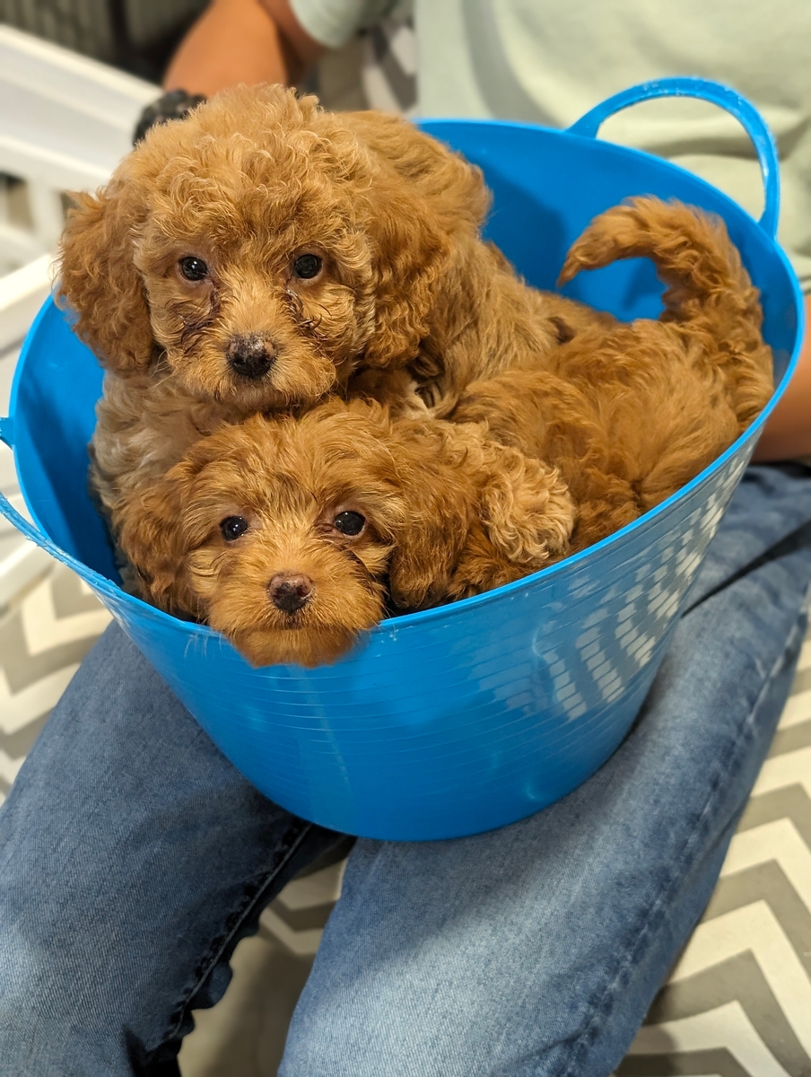 What are the basics of a Cavapoo?