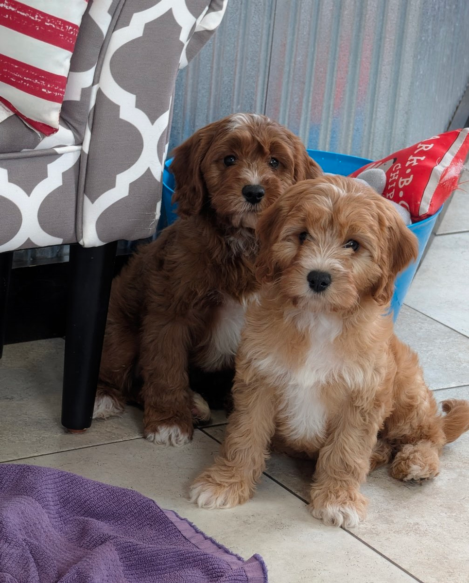 Meet our puppies by appointment