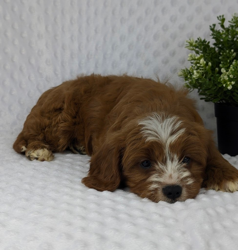 Why People are Choosing Skyline Puppies 