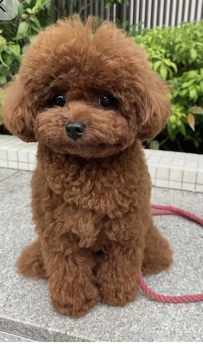 What are the origins of the Mini Poodle?