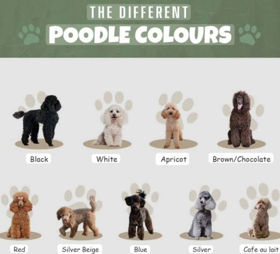 What color are Mini Poodle coats?