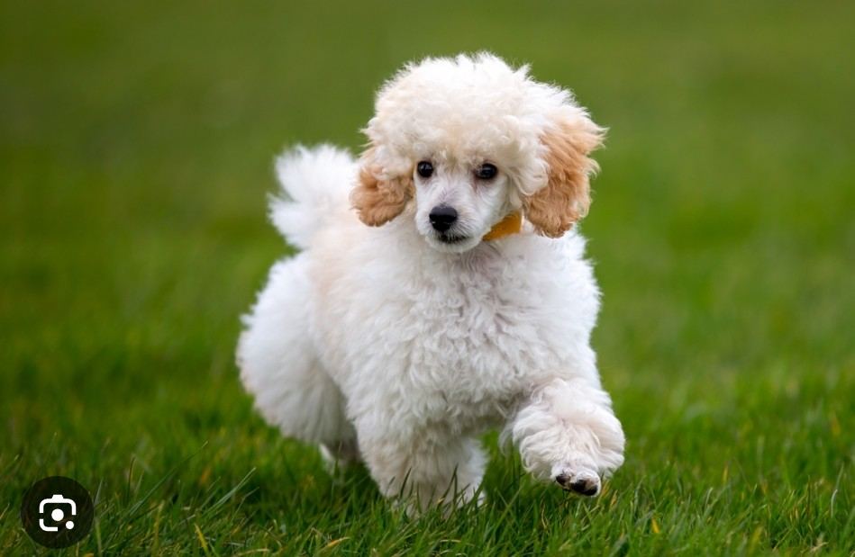 How much training and exercise do Mini Poodles need?