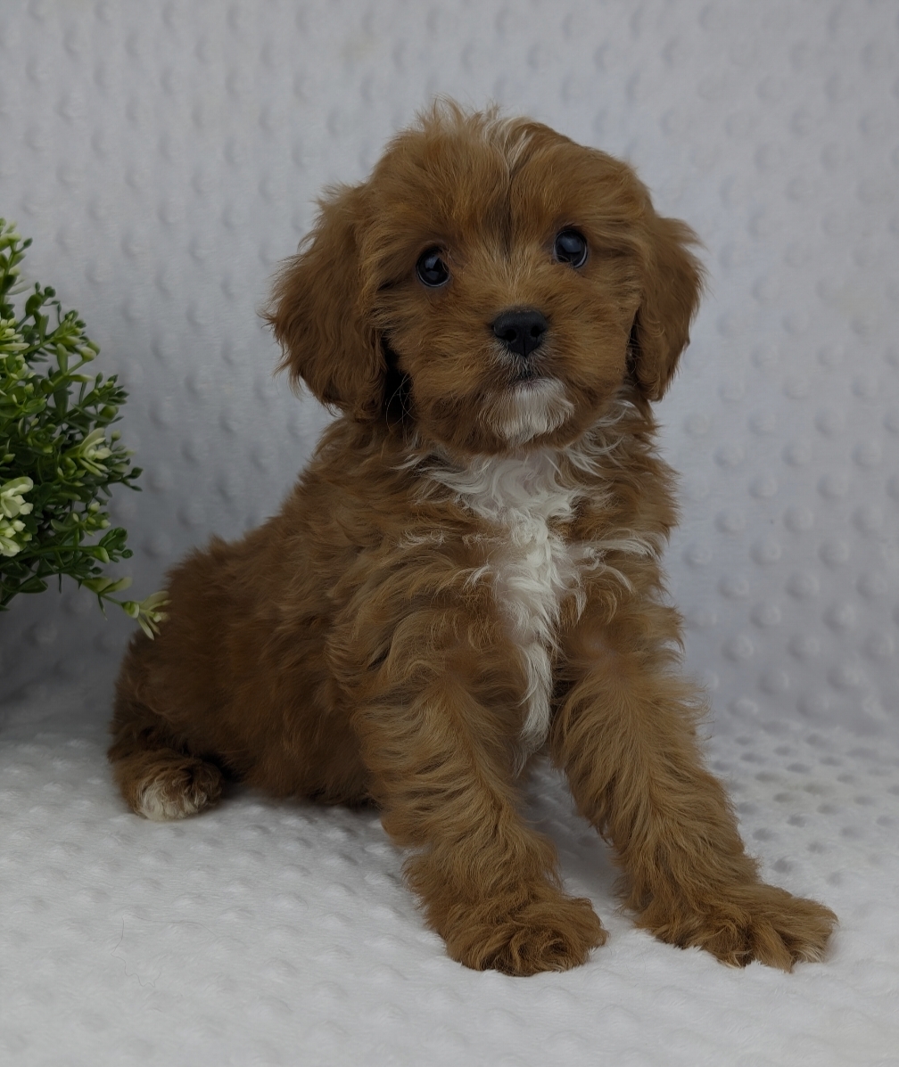 What is the pedigree of a Cavapoo?