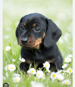 Dachshund